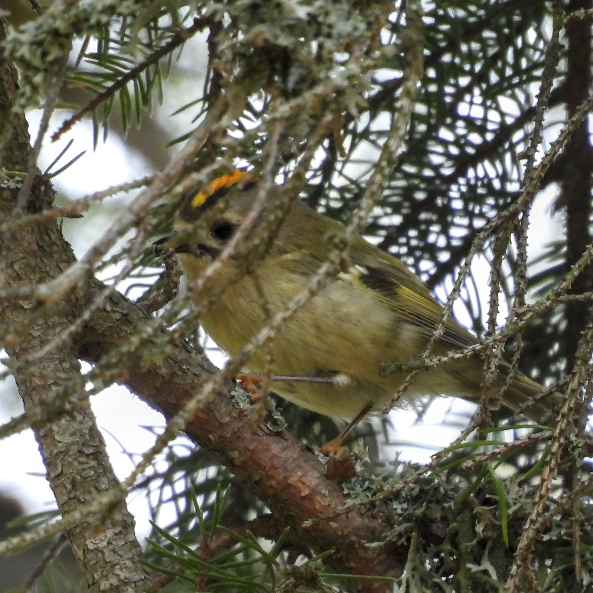 Goldcrest - ML646406919