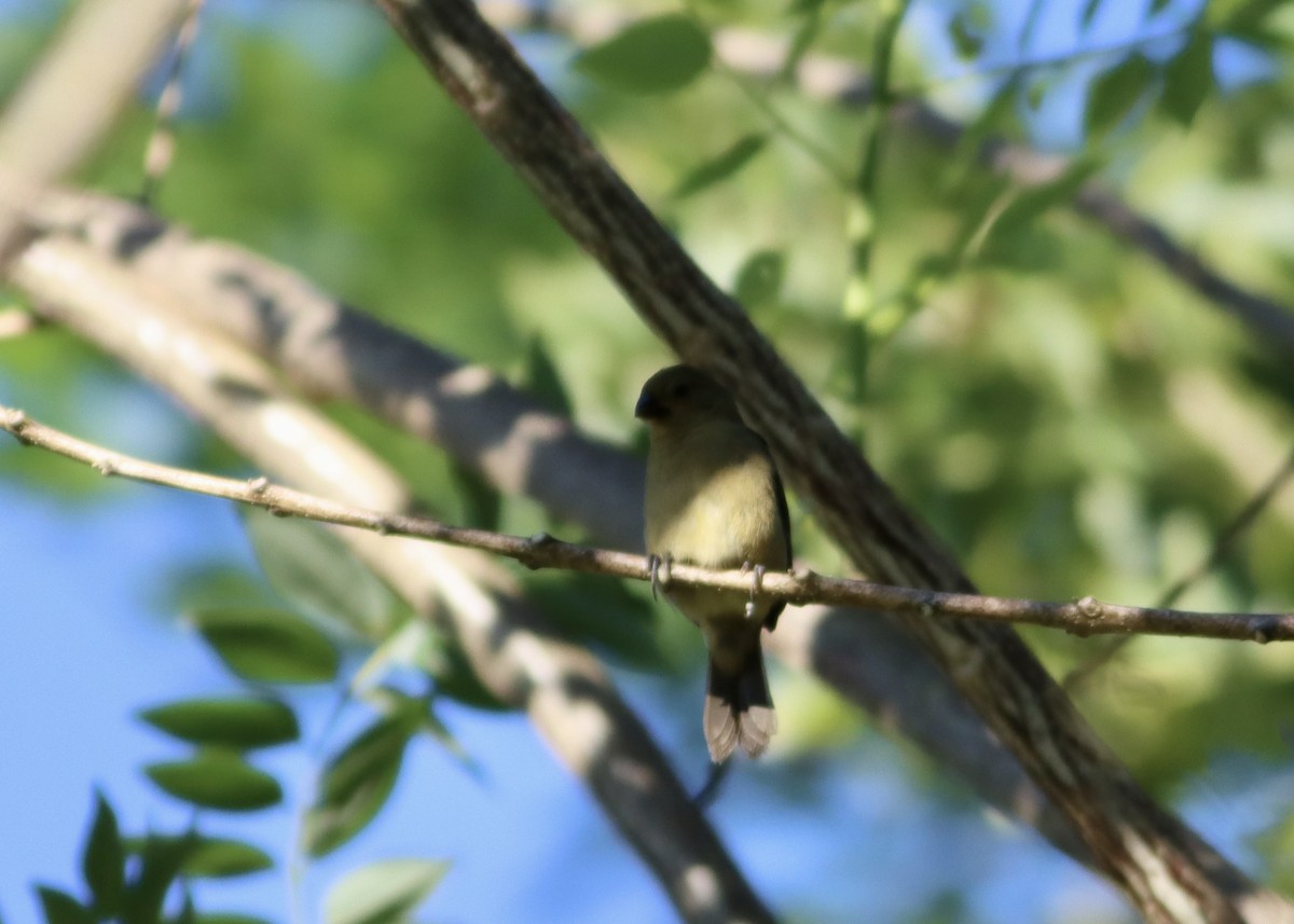 Variable Seedeater - ML646406920