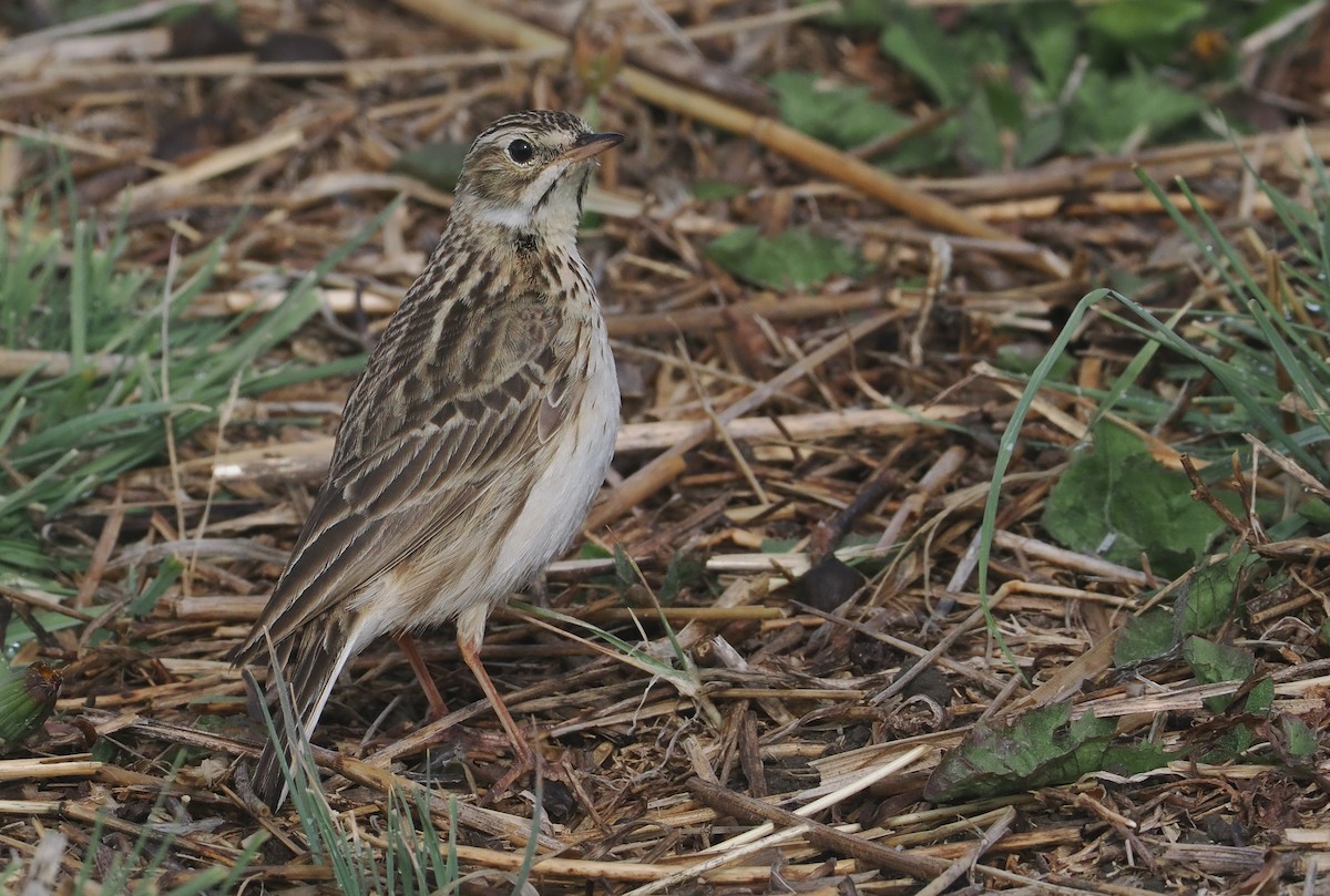 Puna Pipit - ML646406921