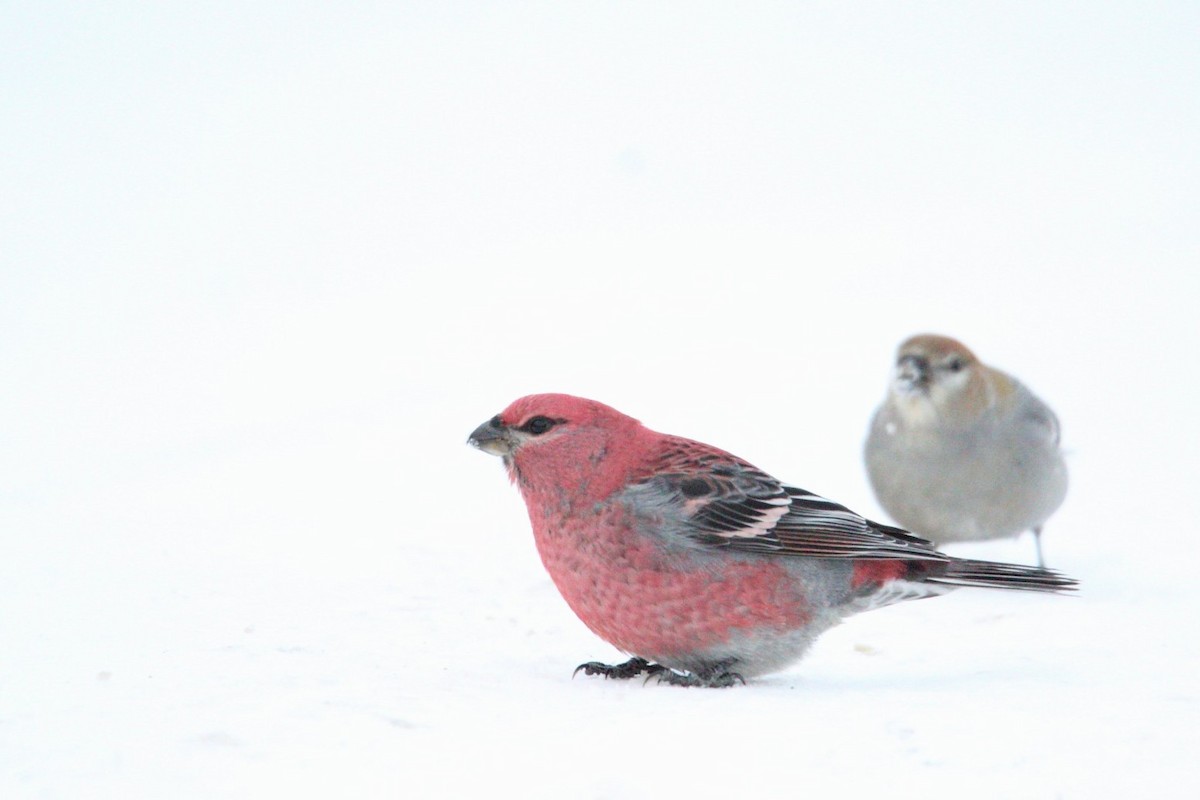 Pine Grosbeak - ML646406922