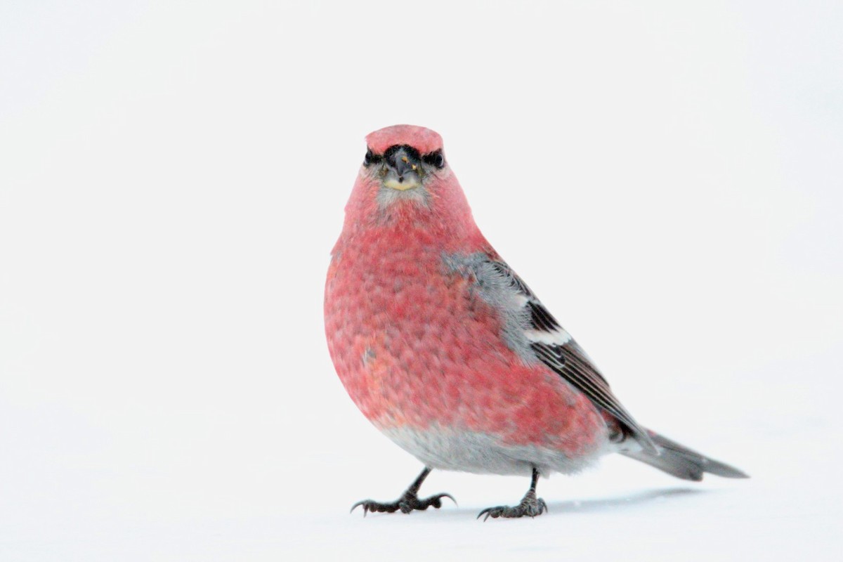 Pine Grosbeak - ML646406923