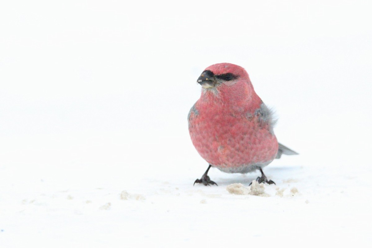 Pine Grosbeak - ML646406924