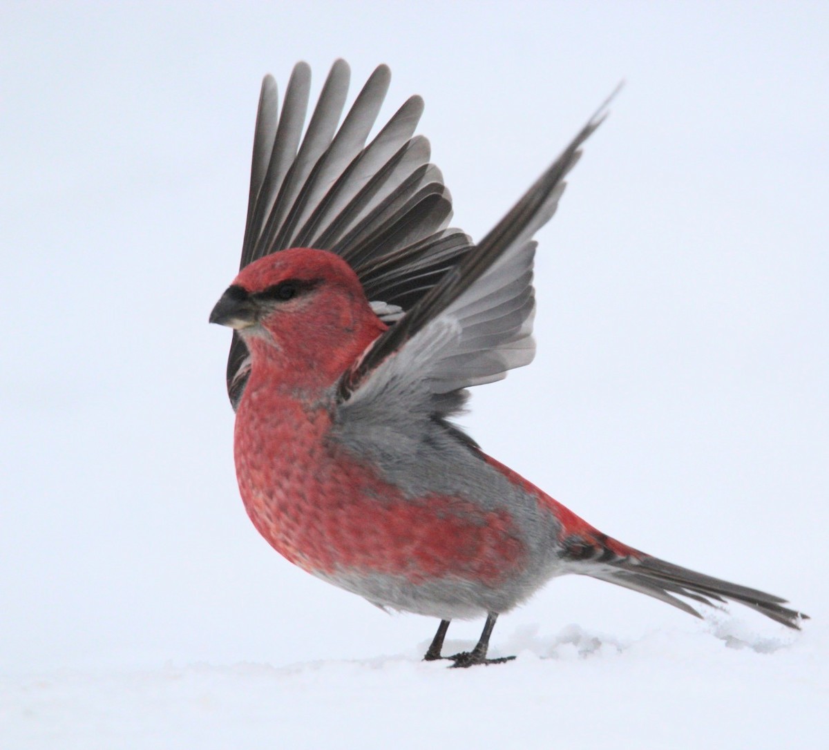 Pine Grosbeak - ML646406926