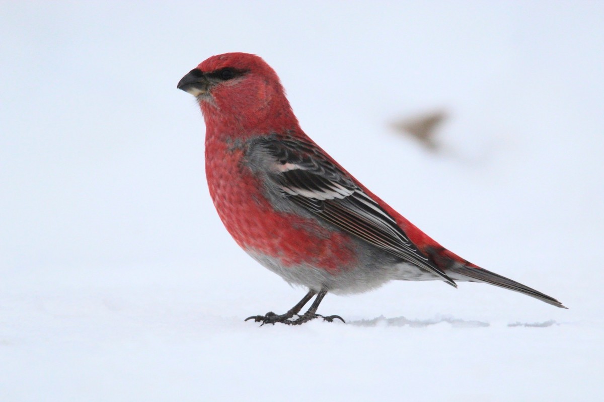 Pine Grosbeak - ML646406927