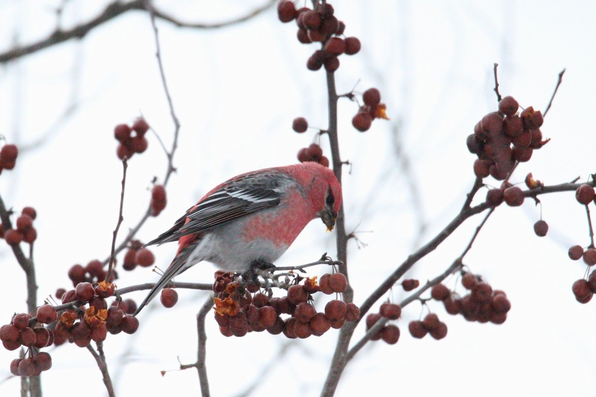Pine Grosbeak - ML646406928