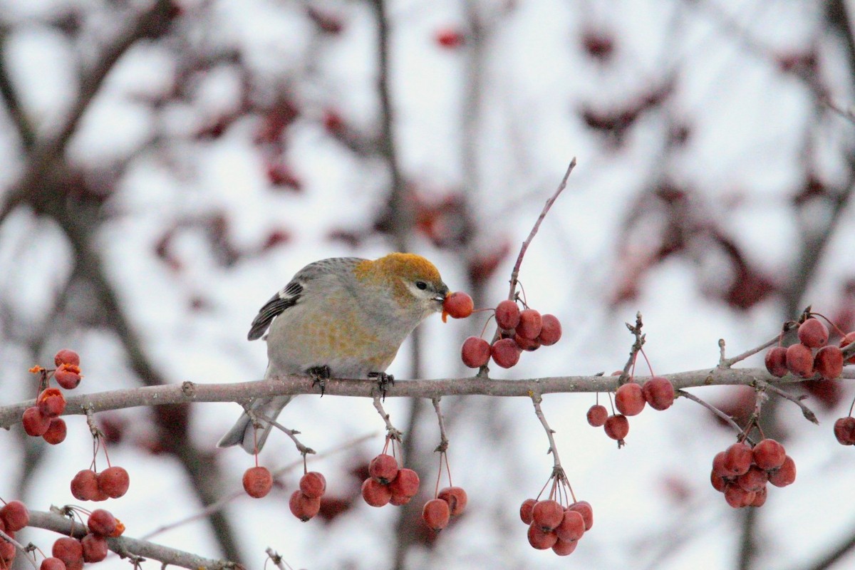 Pine Grosbeak - ML646406929
