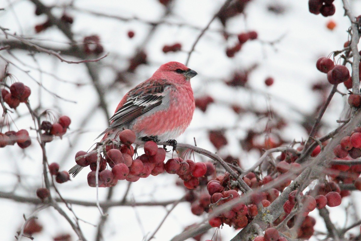 Pine Grosbeak - ML646406930