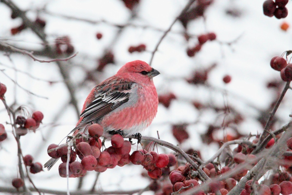 Pine Grosbeak - ML646406931