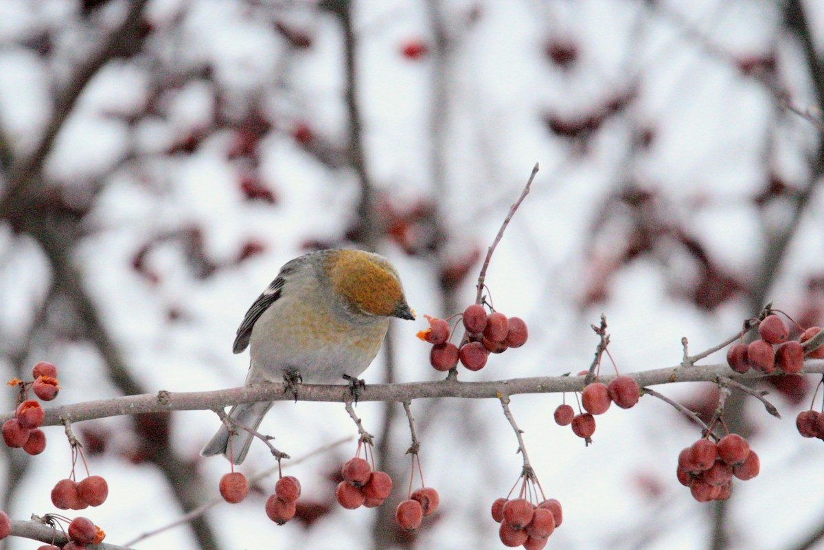 Pine Grosbeak - ML646406932