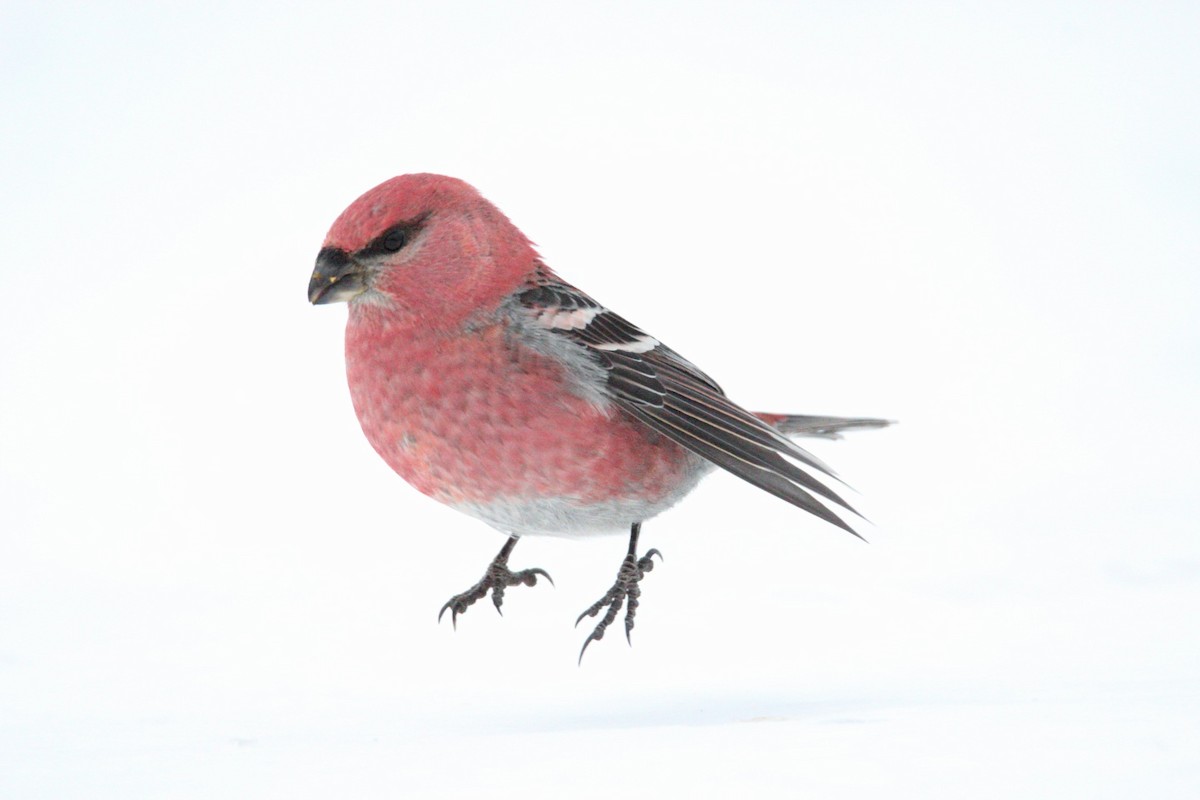 Pine Grosbeak - ML646406933