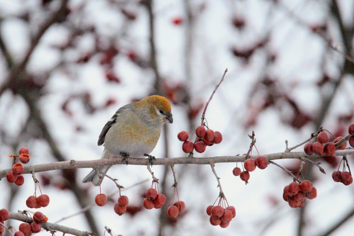 Pine Grosbeak - ML646406934