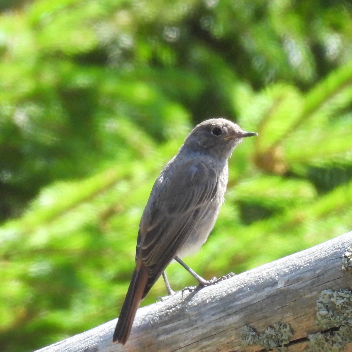 Black Redstart - ML646406935