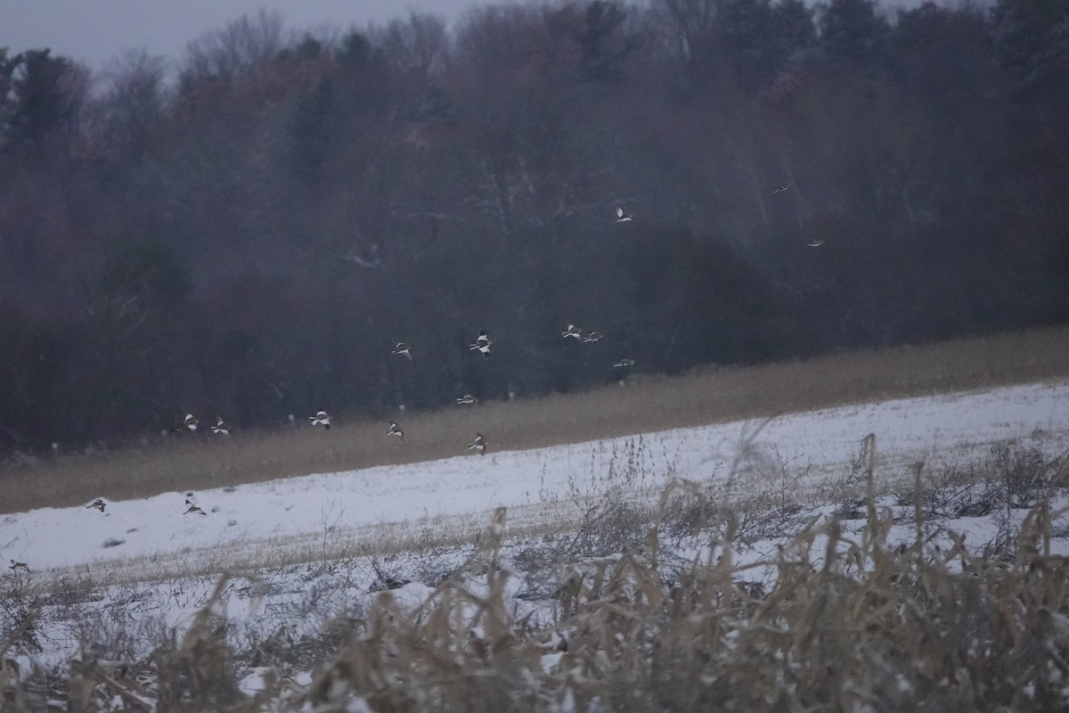 Snow Bunting - ML646406936