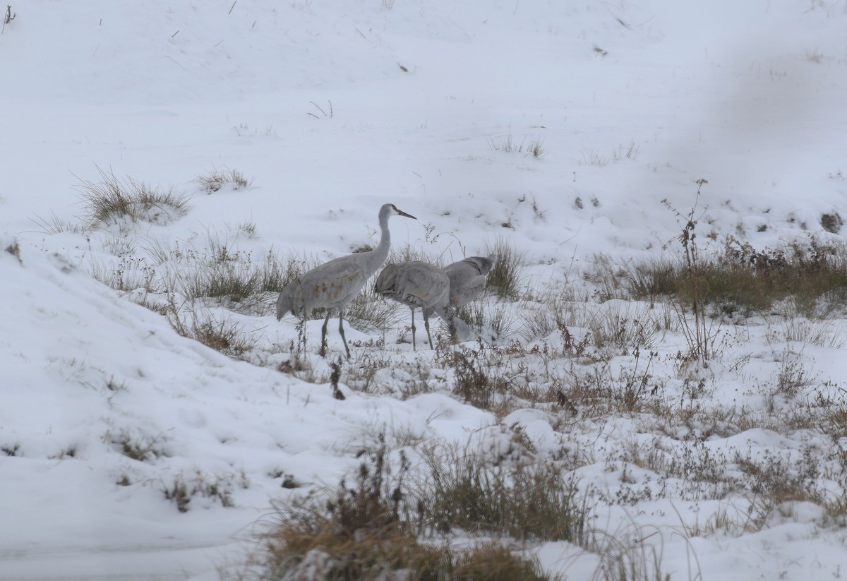 Sandhill Crane - ML646406937