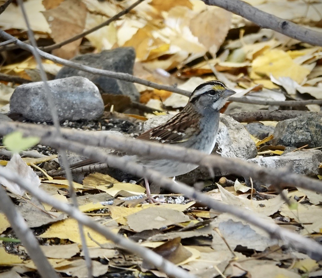 White-throated Sparrow - ML646406943