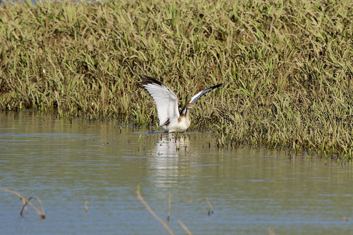 Фазанохвостая якана - ML646406944