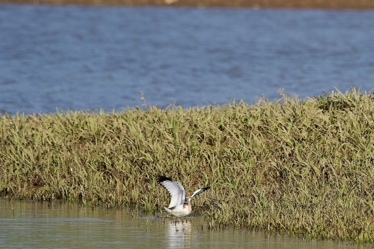 Фазанохвостая якана - ML646406945