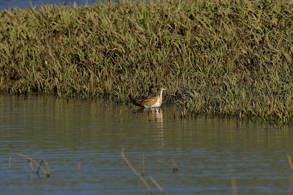 Фазанохвостая якана - ML646406946