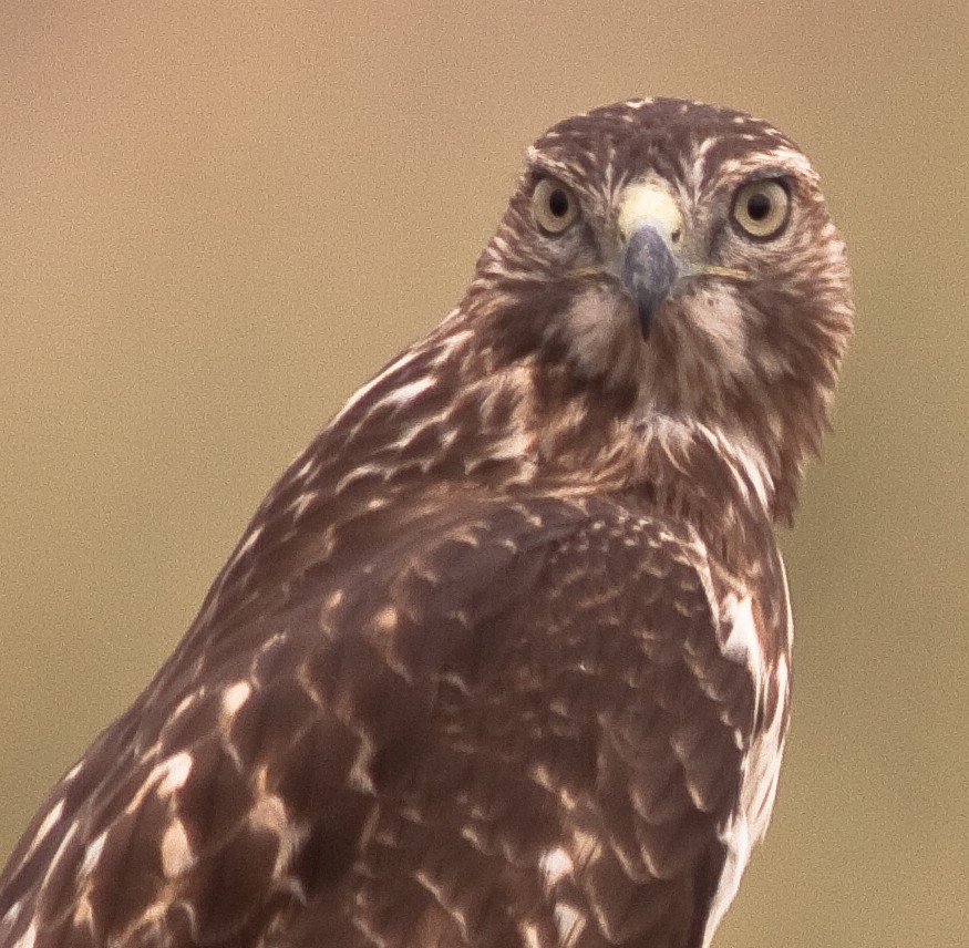 Kızıl Kuyruklu Şahin - ML646406947