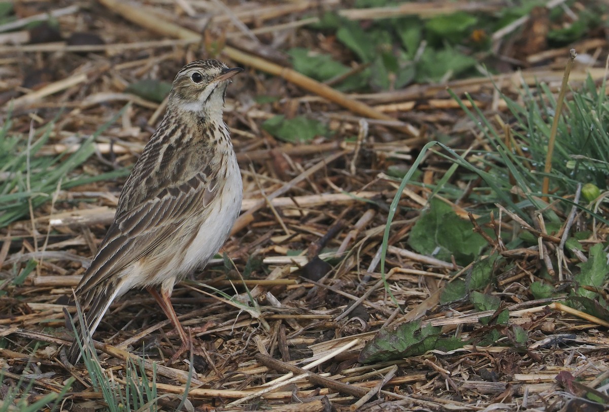 Puna Pipit - ML646406948