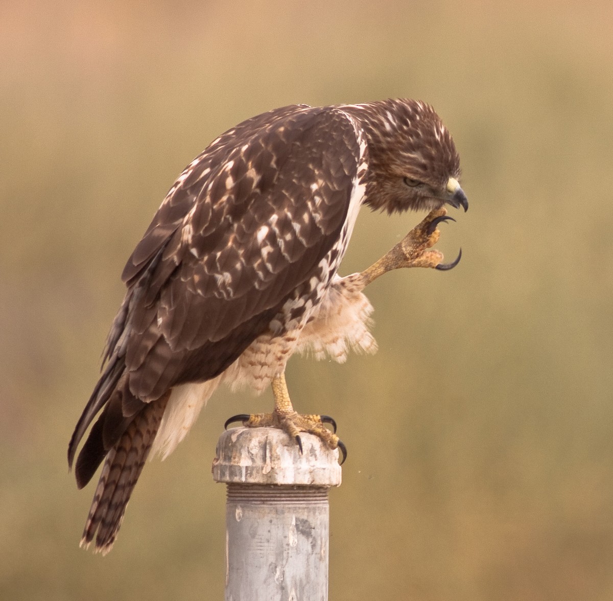 Kızıl Kuyruklu Şahin - ML646406949