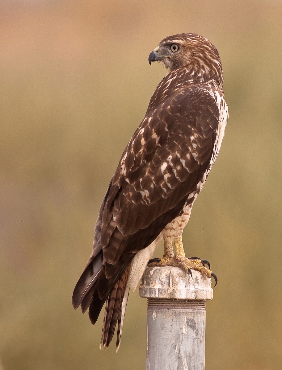 Kızıl Kuyruklu Şahin - ML646406950