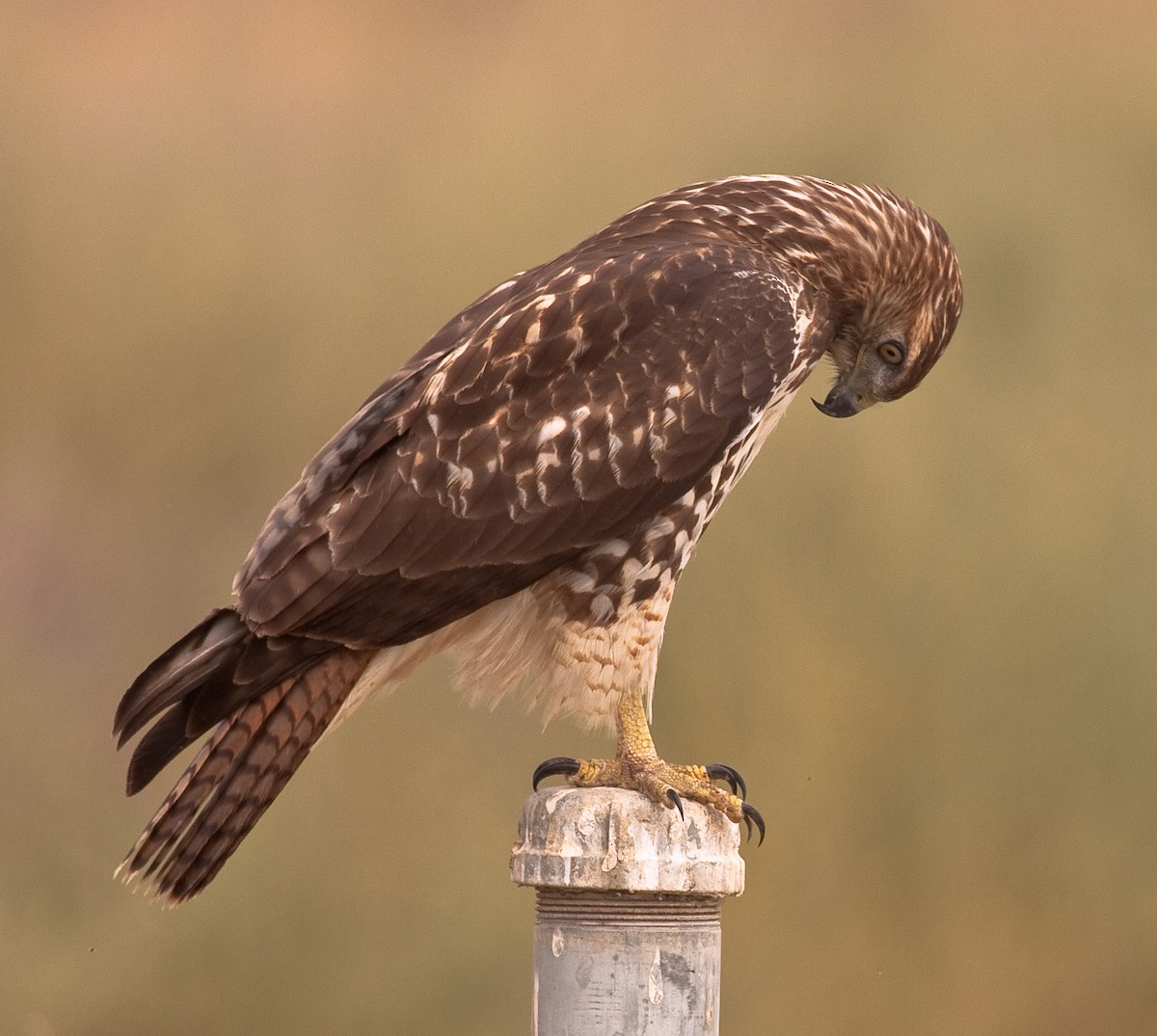 Kızıl Kuyruklu Şahin - ML646406951