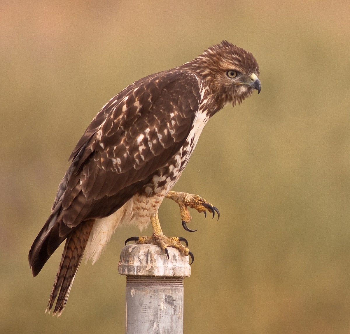 Kızıl Kuyruklu Şahin - ML646406952