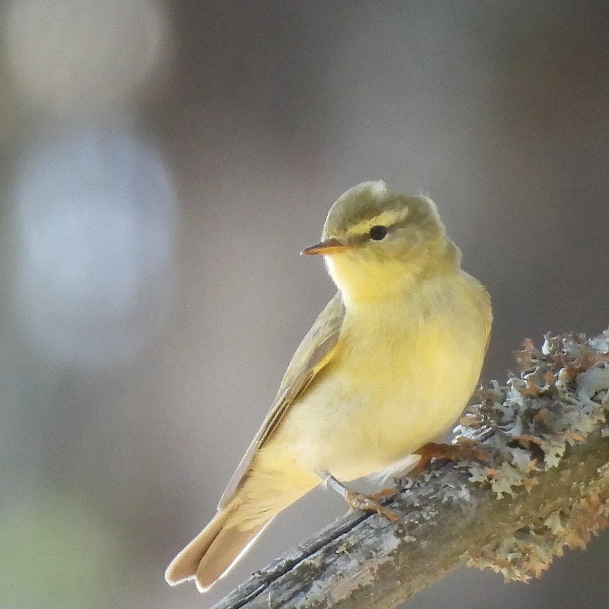 Willow Warbler - ML646406954