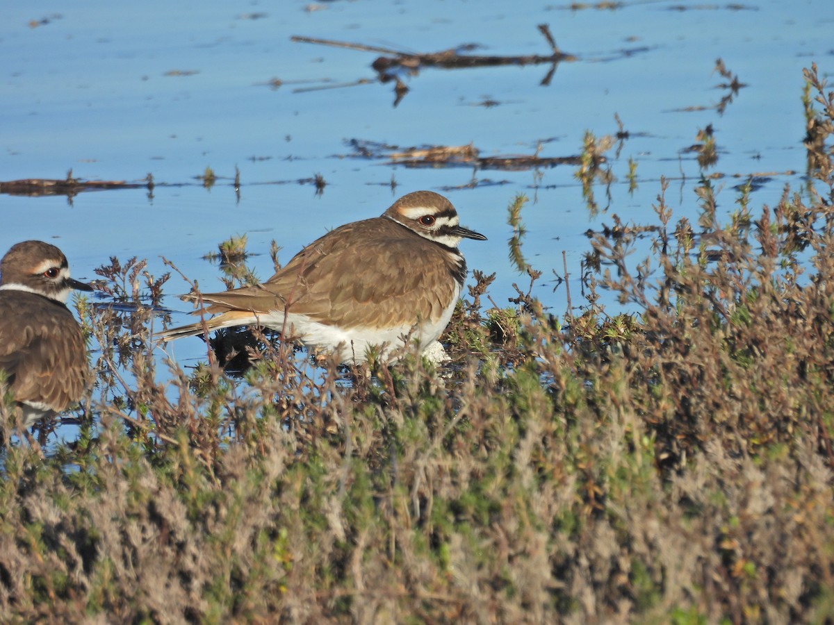 Killdeer - ML646406955
