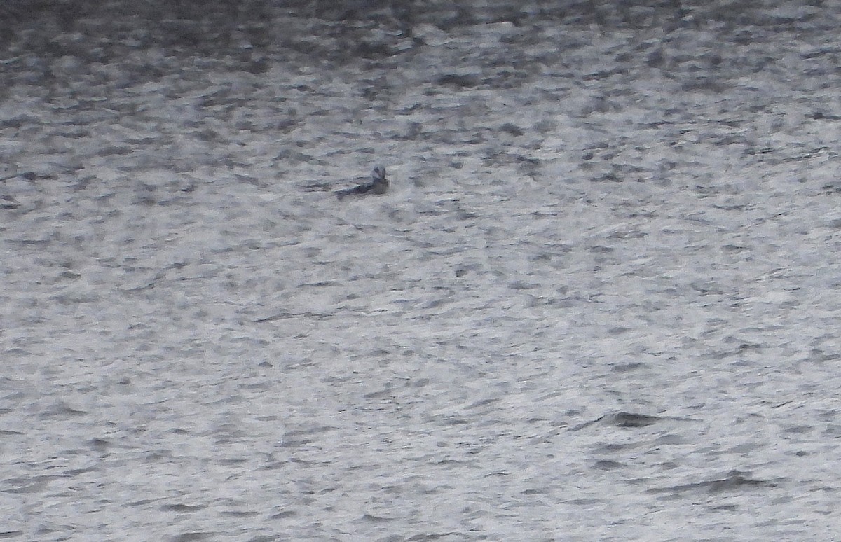 Long-tailed Duck - ML646406957