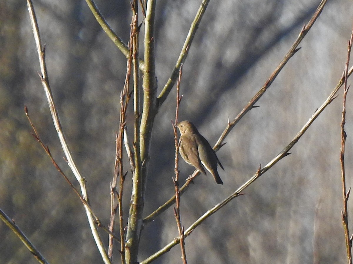 Song Thrush - ML646406961