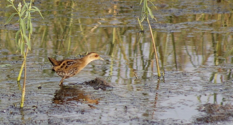 Baillon's Crake - ML646406966