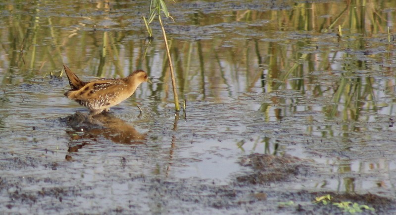 Baillon's Crake - ML646406967