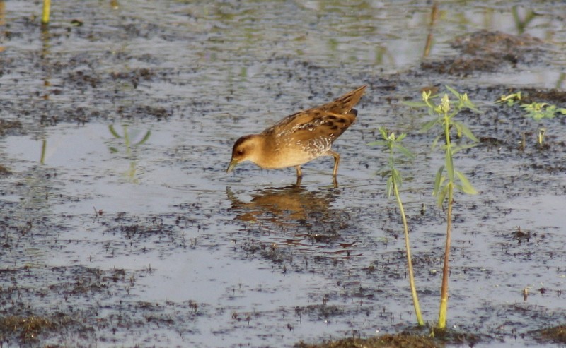 Baillon's Crake - ML646406968