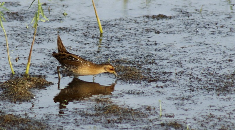 Baillon's Crake - ML646406969