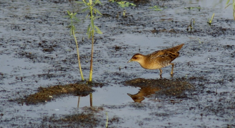 Baillon's Crake - ML646406970