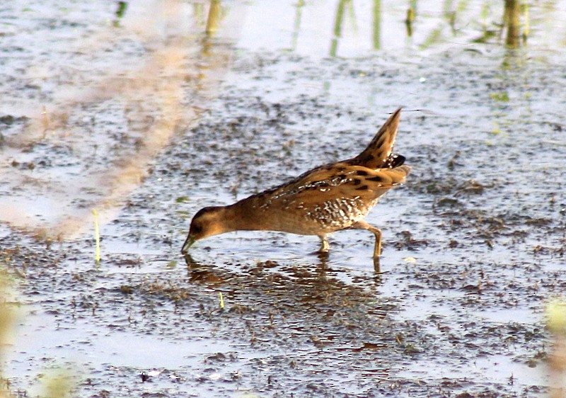 Baillon's Crake - ML646406971