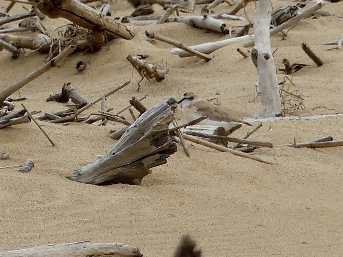 White-fronted Plover - ML646406972