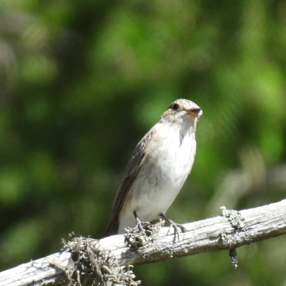 Spotted Flycatcher - ML646406978