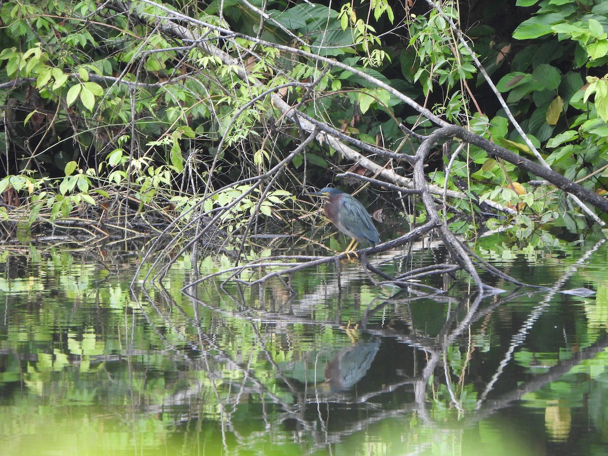 Airone verde - ML646406979