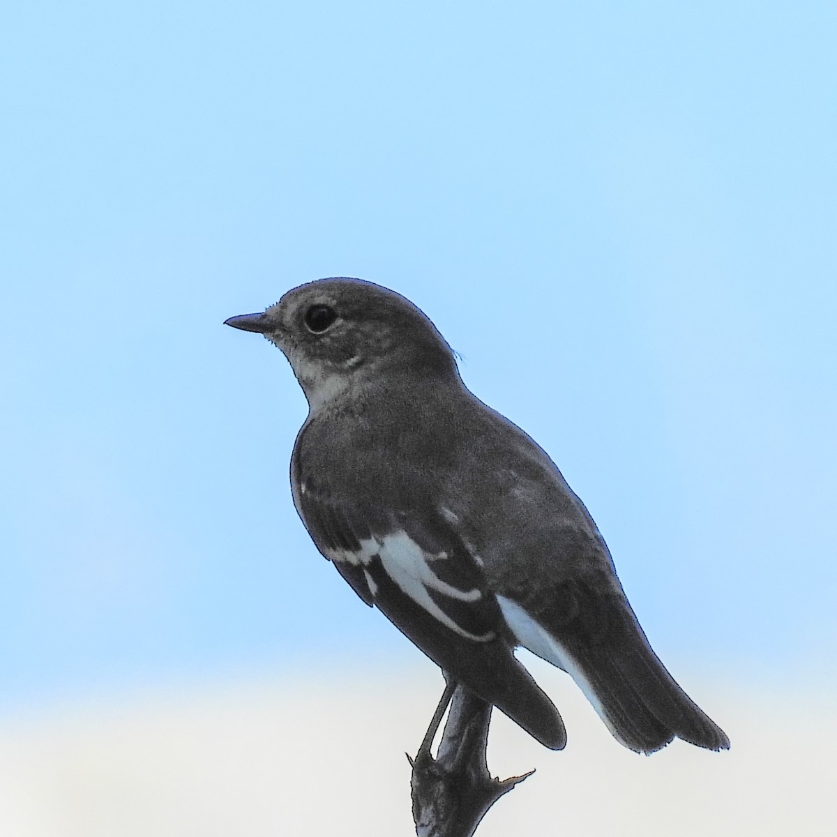 Collared Flycatcher - ML646406980