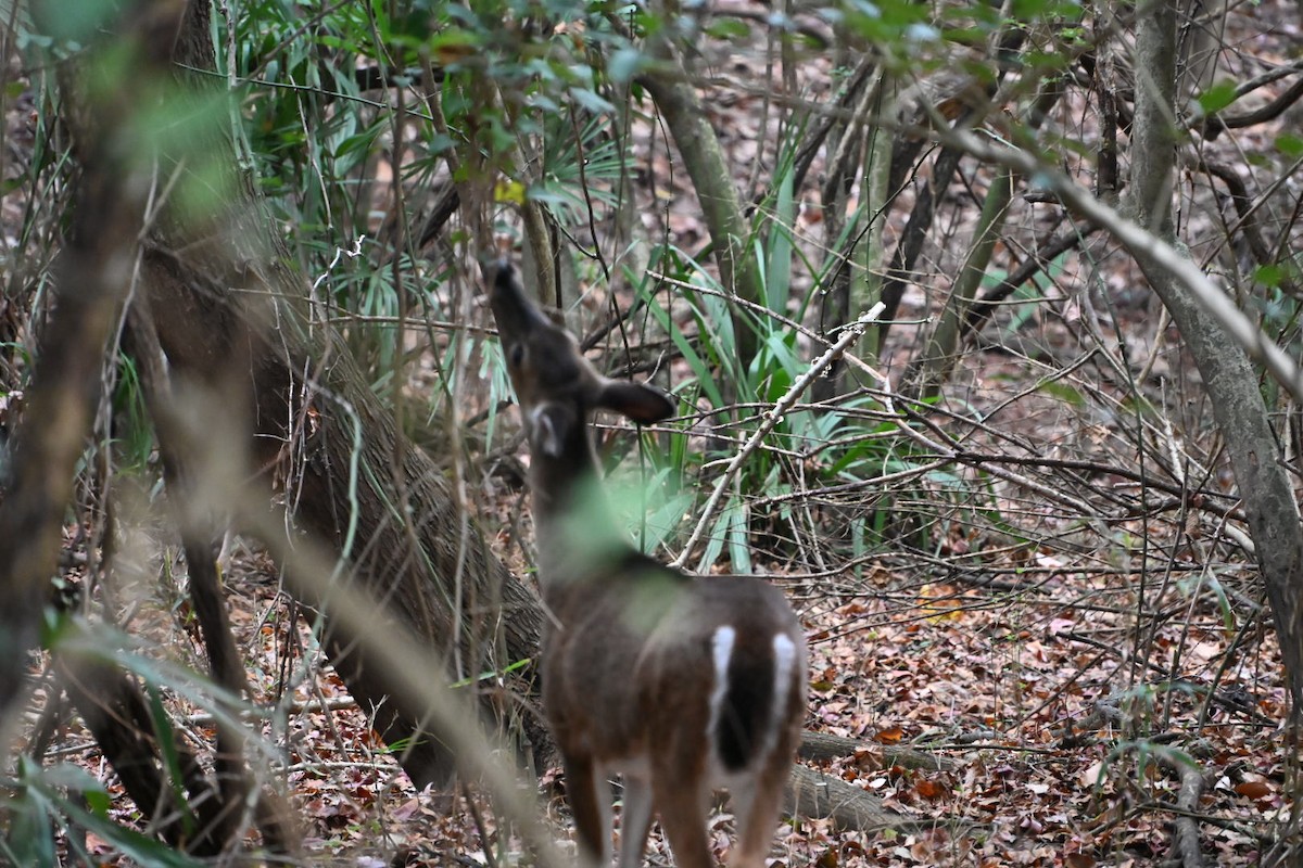 White-tailed Deer - ML646406981