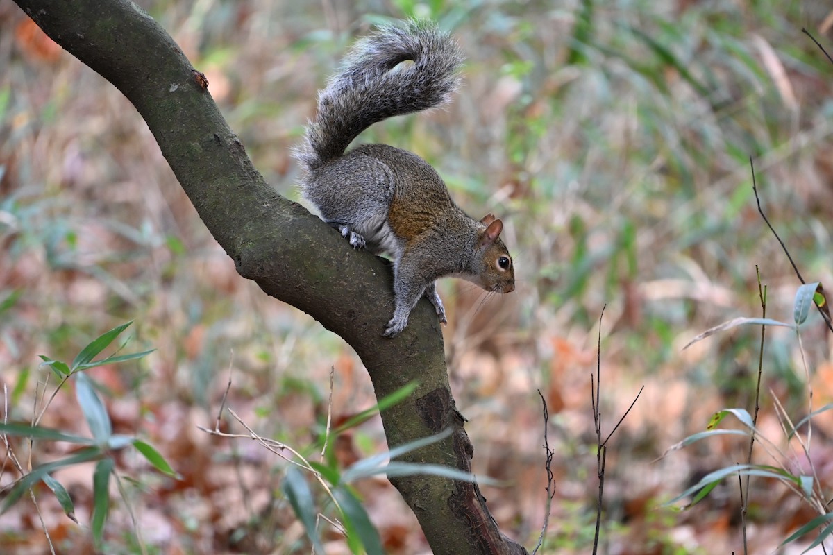 Eastern Gray Squirrel - ML646406982