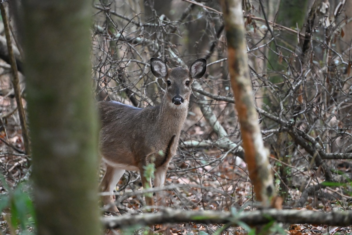 White-tailed Deer - ML646406983
