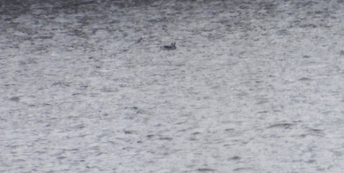 Long-tailed Duck - ML646406984