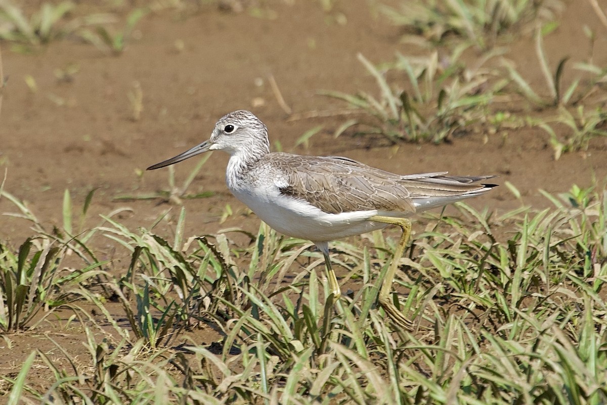 小青足鷸 - ML646406985