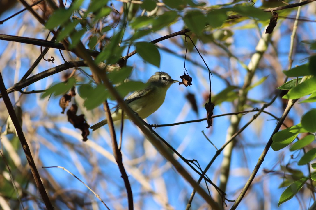 Philadelphia Vireo - ML646406986