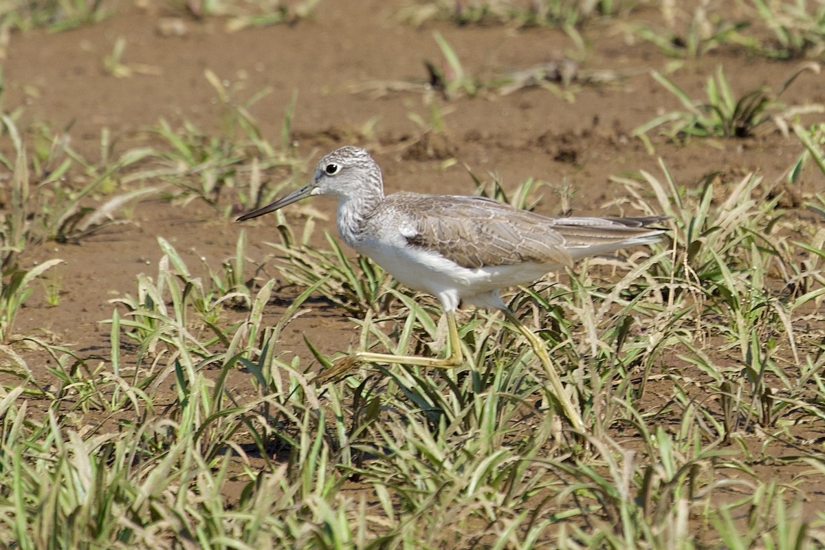 小青足鷸 - ML646406987