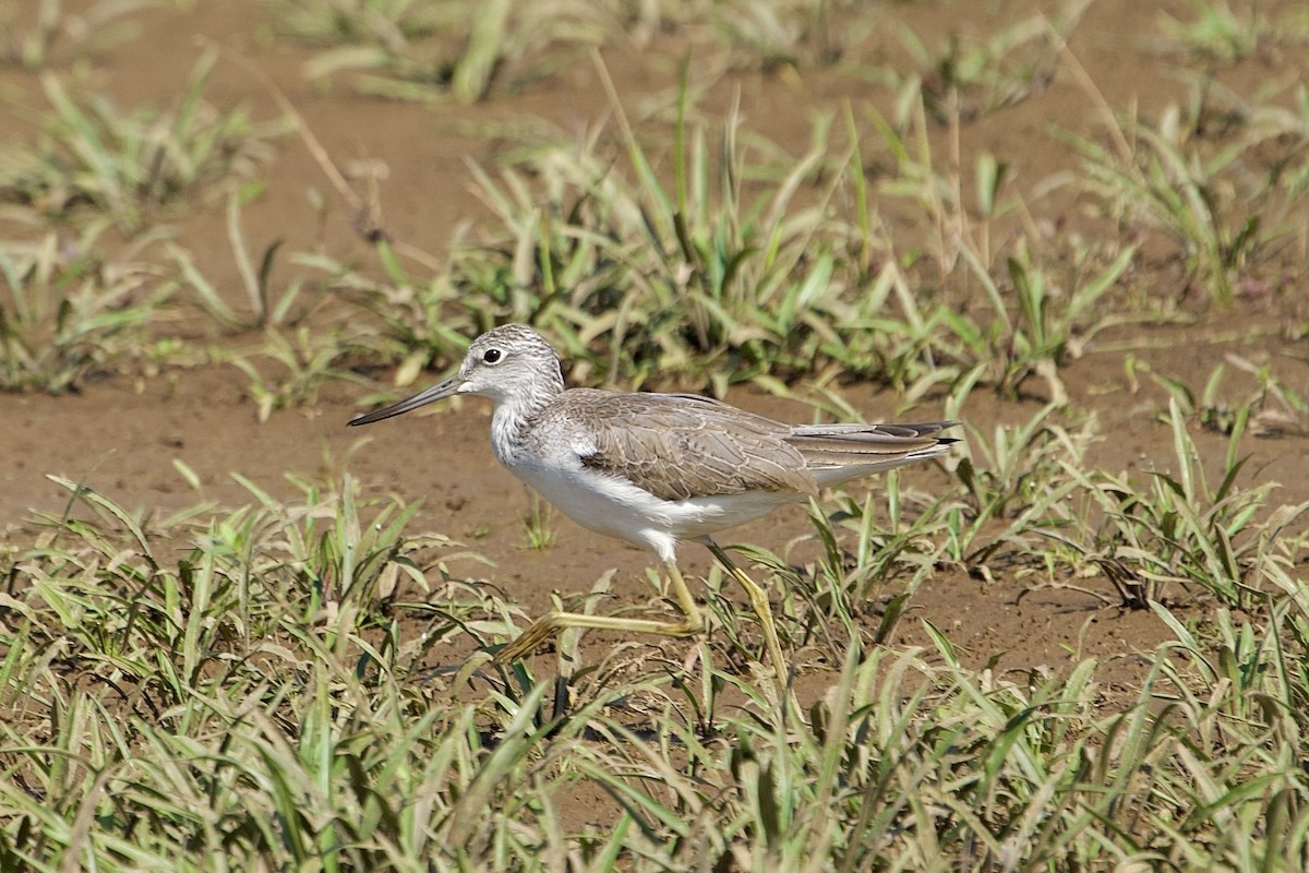 小青足鷸 - ML646406988